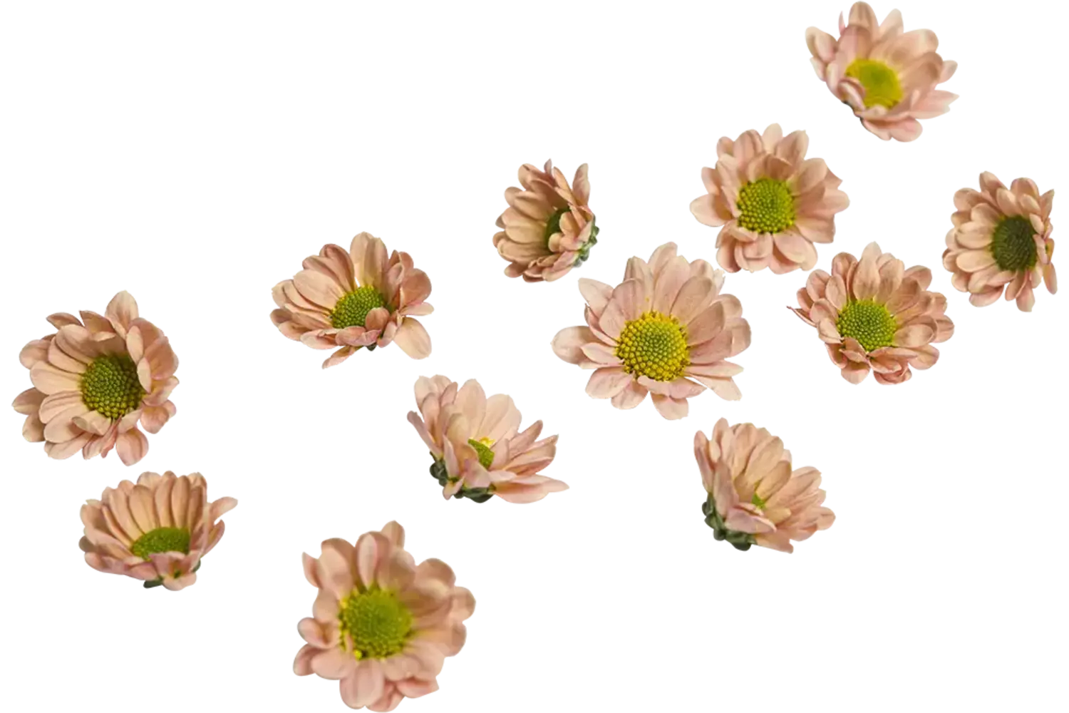 Eetbare bloem chrysant roze 20st